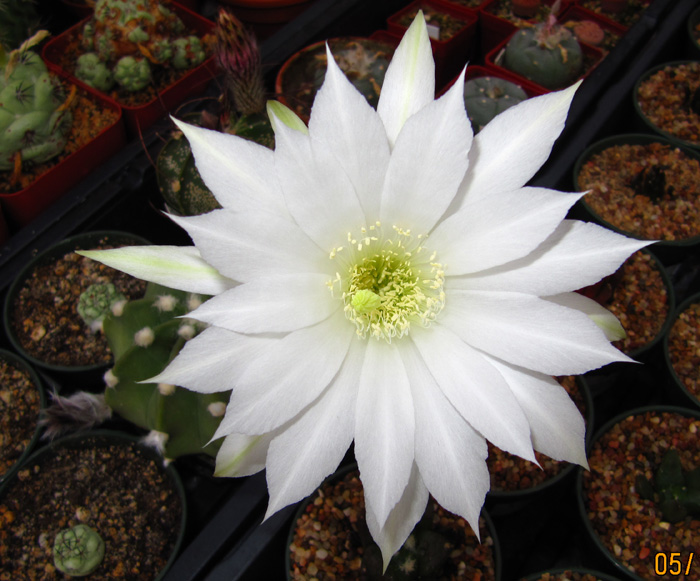 Echinopsis subdenudata flower